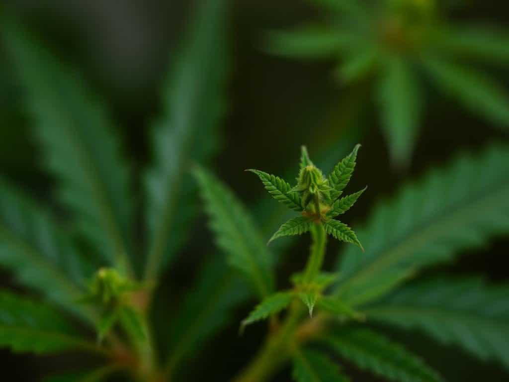 une femme noire ayant des doueurs abdominales liées à la maladie de Crohn