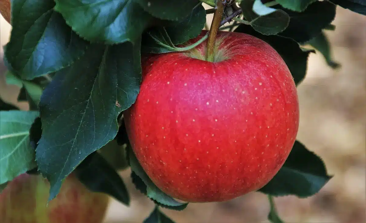 Verger et fruits d'automne illustrant les inspirations naturelles de la gamme